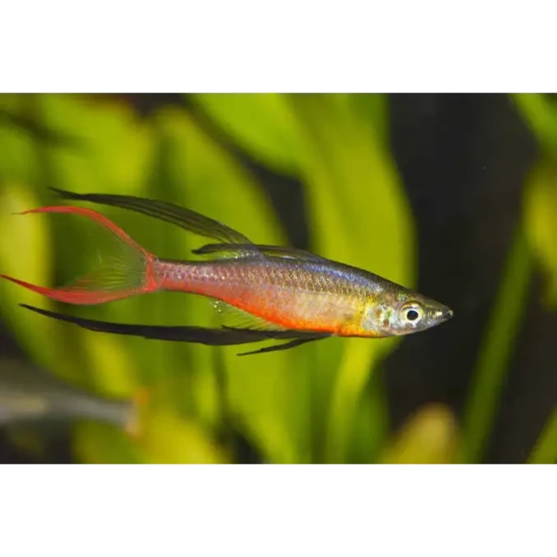 Threadfin Rainbows 2cm