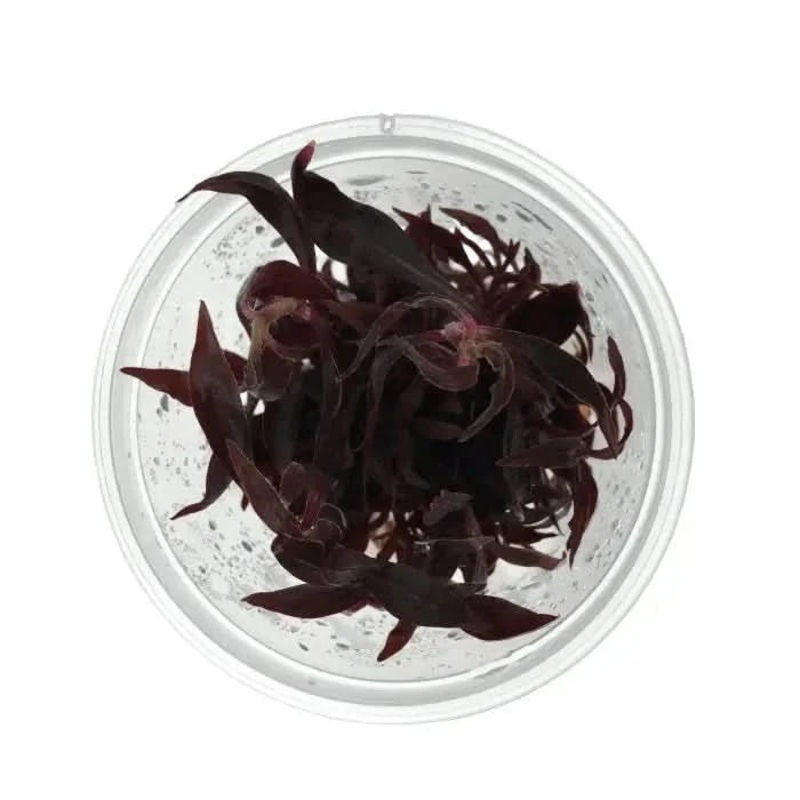 Tissue Culture - Alternanthera Reineckii Mini