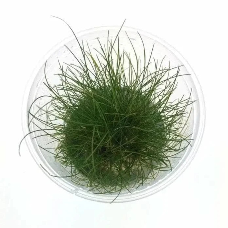 Tissue Culture - Eleocharis Acicularis 'mini Hair'