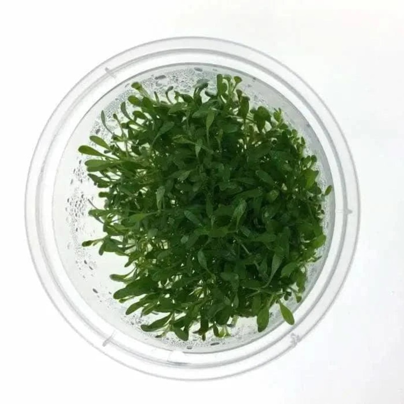 Tissue Culture - Glossostigma Elatinoides