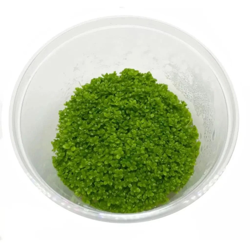 Tissue Culture - HC Cuba