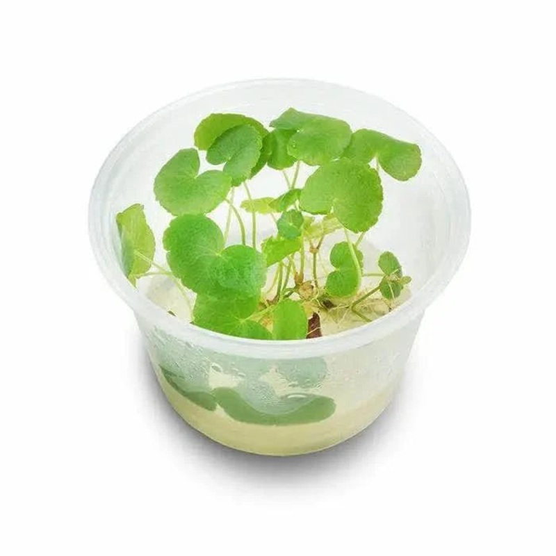 Tissue Culture - Hydrocotyle Leucocephala