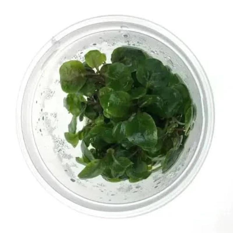 Tissue Culture - Lobelia Cardinali