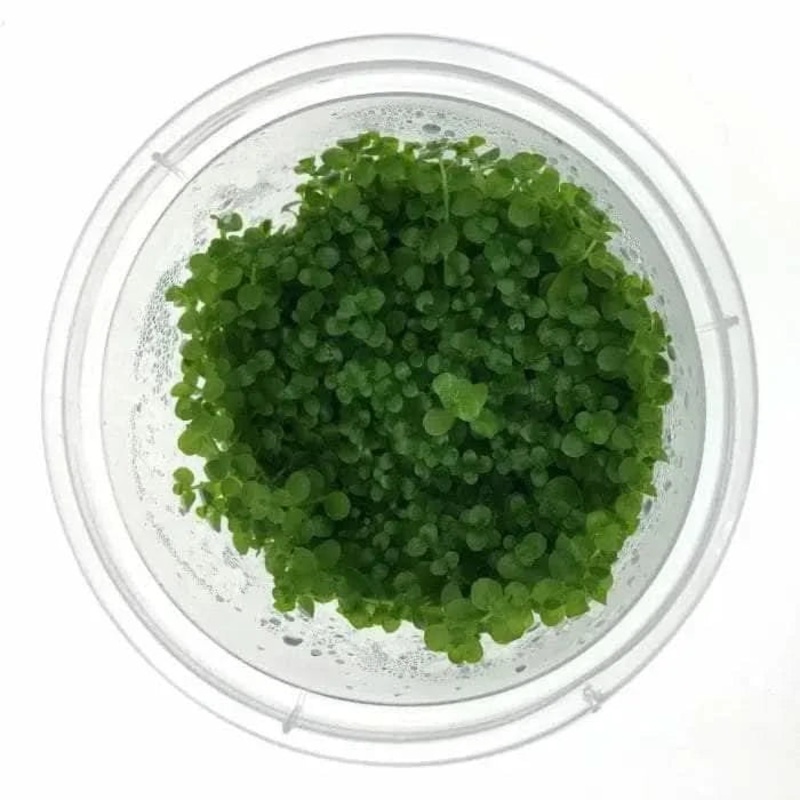 Tissue Culture - Micranthemum Monte Carlo
