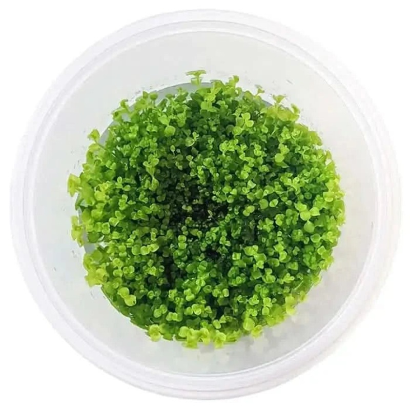 Tissue Culture - Micranthemum umbrosum 'Takashi Carpet'