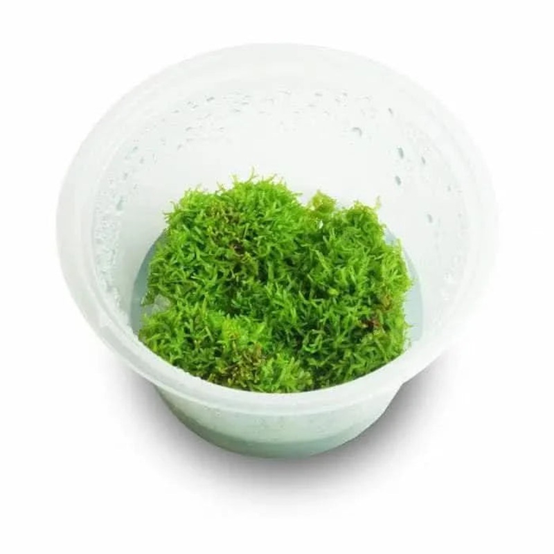 Tissue Culture - Riccia Fluitans