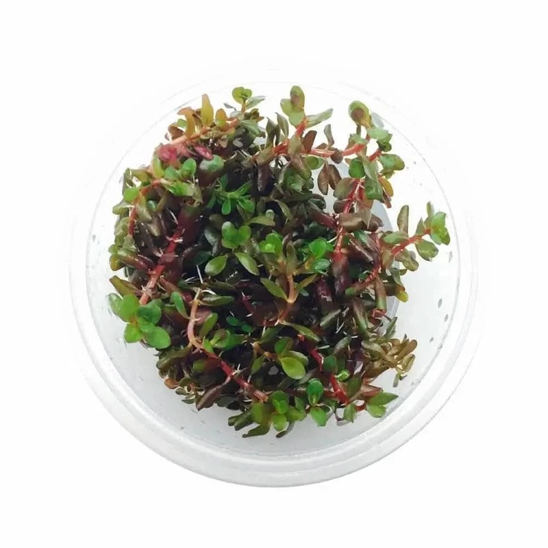 Tissue Culture - Rotala Rotundifolia - Colorata