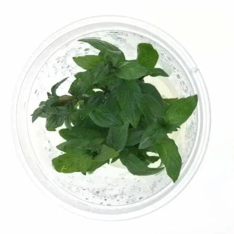 Tissue Culture - Staurogyne Repens