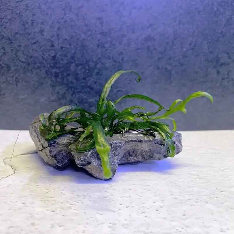 Trident on seiryu stone