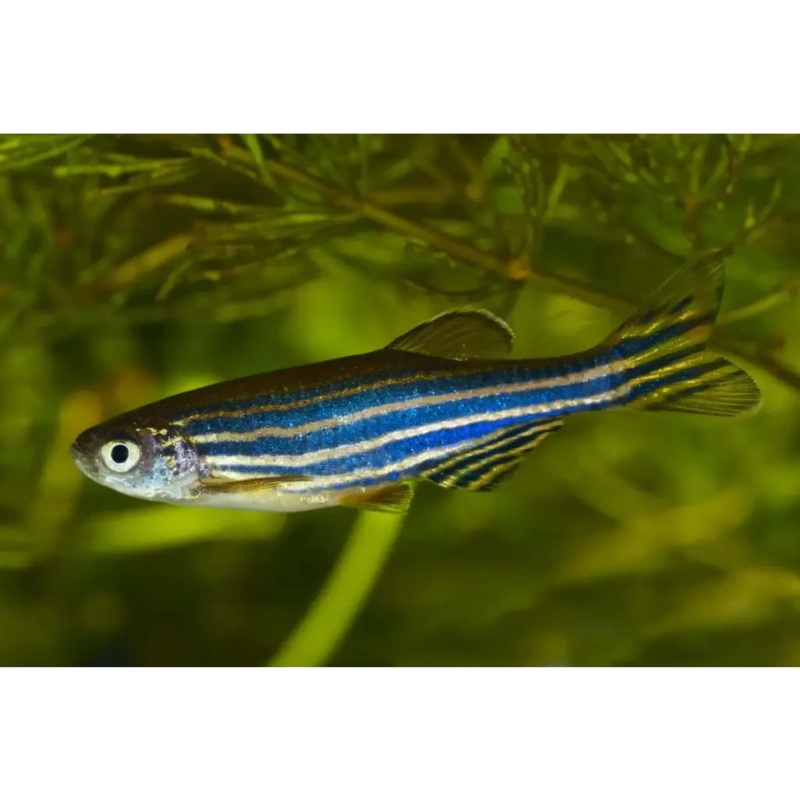 Zebra Danio (Danio rerio) 3-4cm