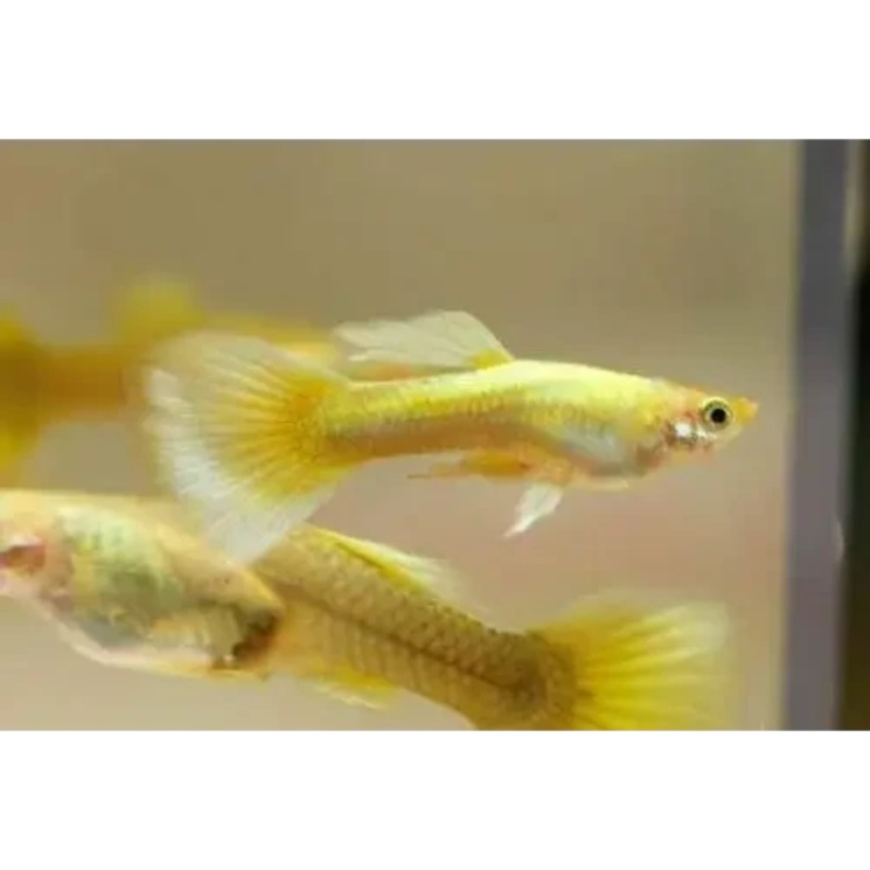 24k Gold Guppy pair