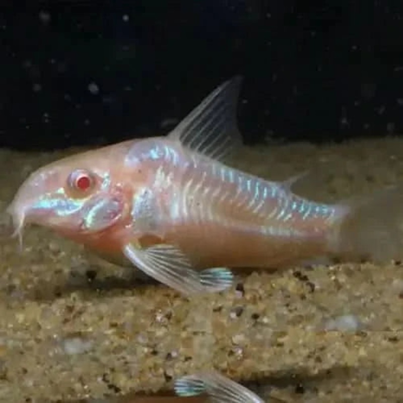 Albino Pepper Corydoras 3cm - Locally Bred