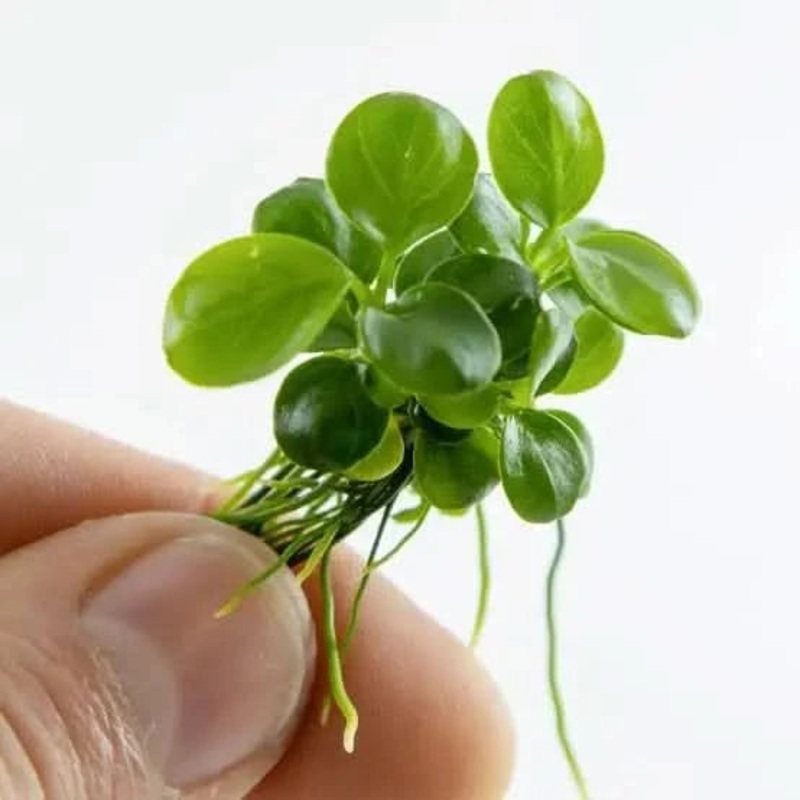 Anubias Nana Mini Coin