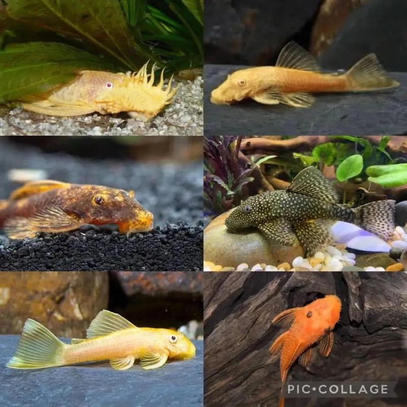 Assorted Bristlenose Catfish 3cm - Locally Bred