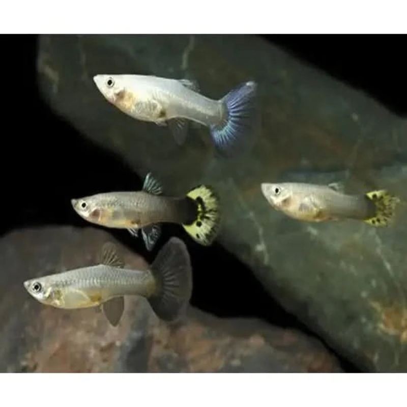 Assorted Female Guppy