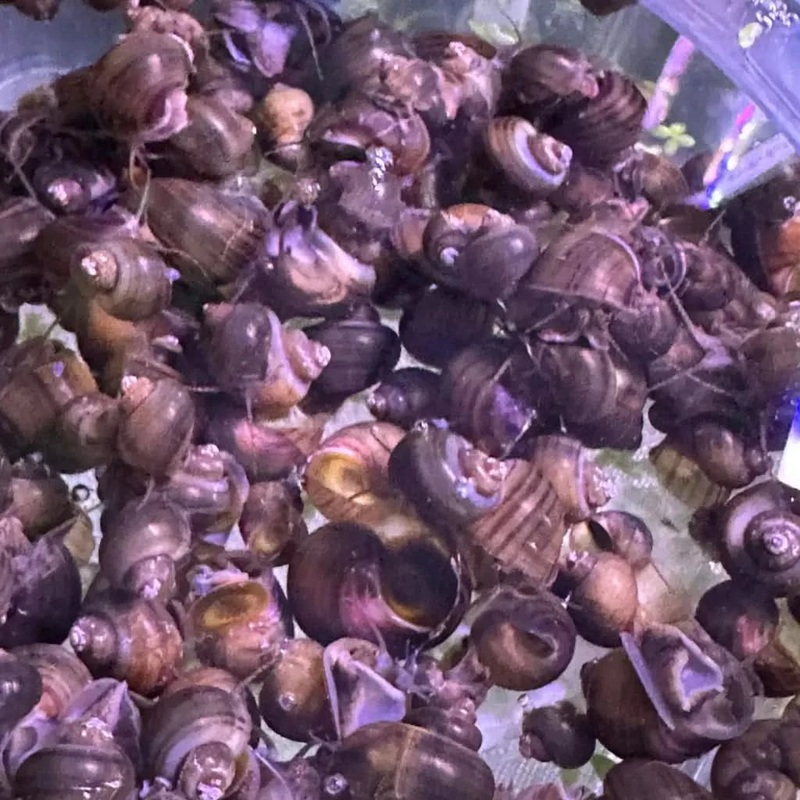 Assorted Mystery Snail