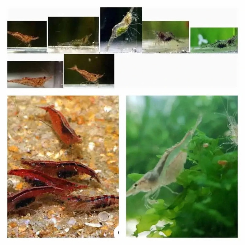 Assorted Native Algae Eaters ( Free Shipping )