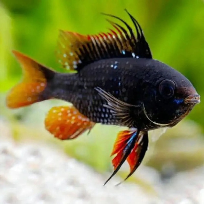 Black Ram (Dark knight)