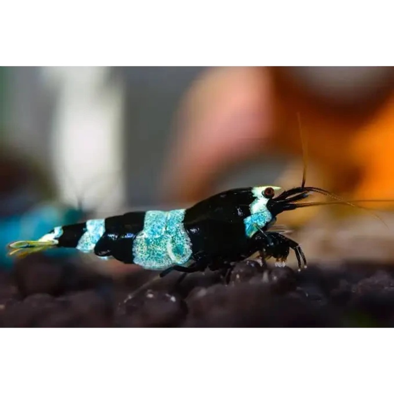 Black Shadow Panda Shrimp