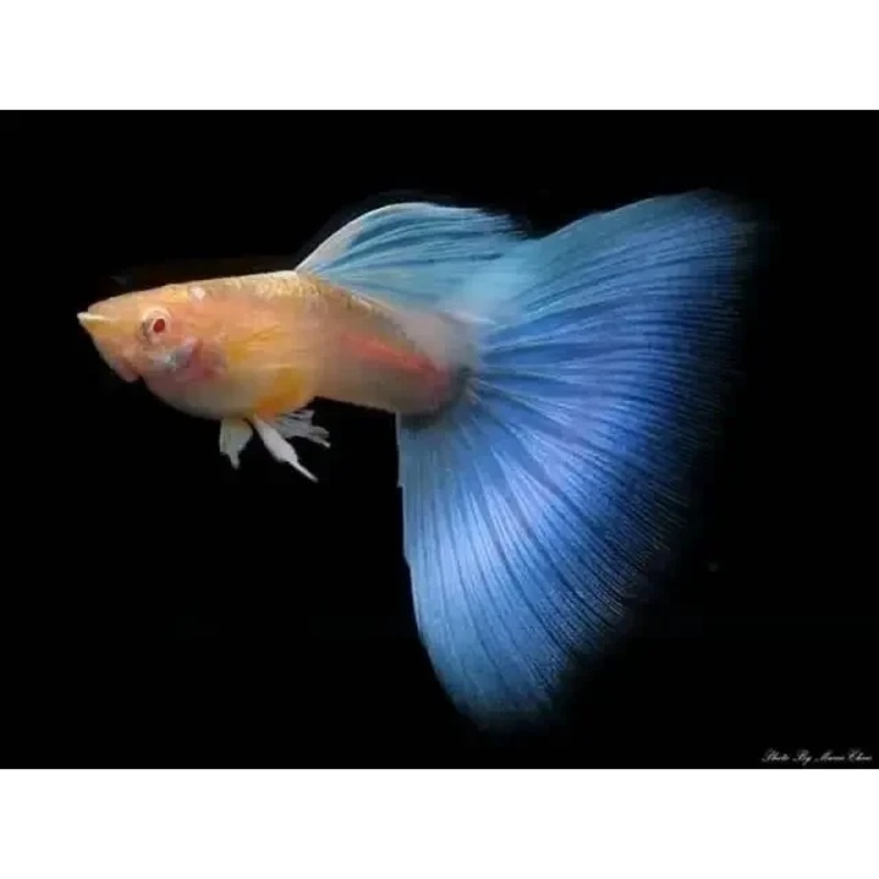 Blue Topaz Albino Guppy pair - Locally Bred