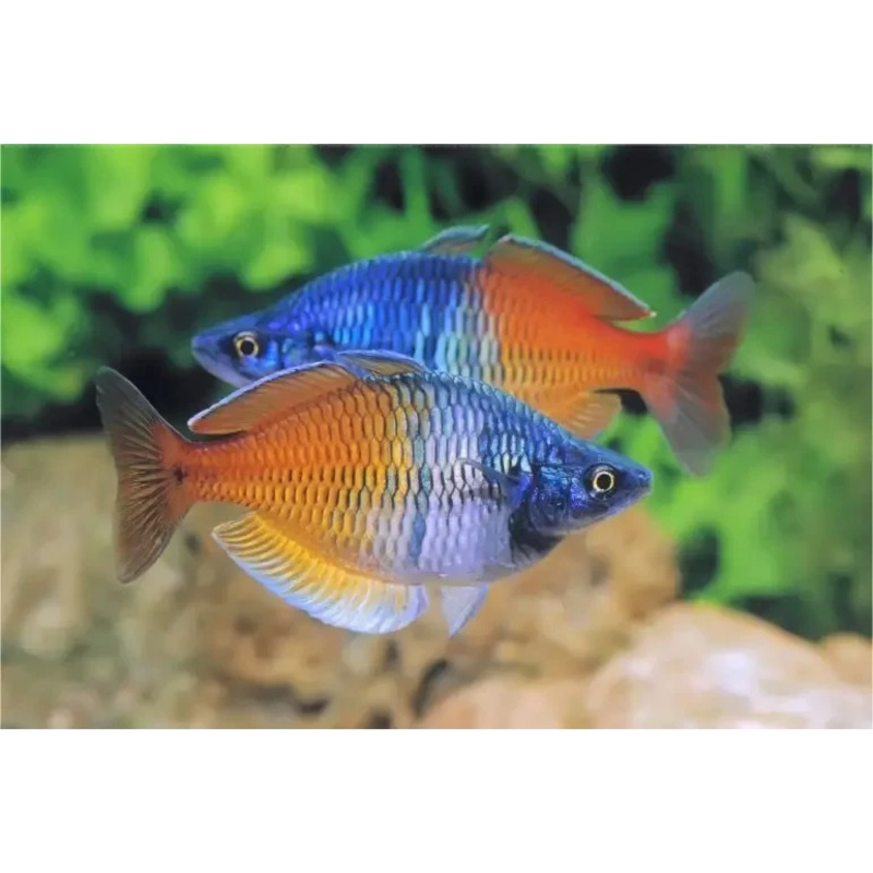 Boesemani Rainbow (Melanotaenia boesemani ) 4CM Pair