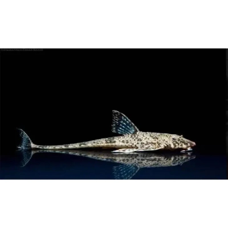 Common Whiptail Catfish 4CM