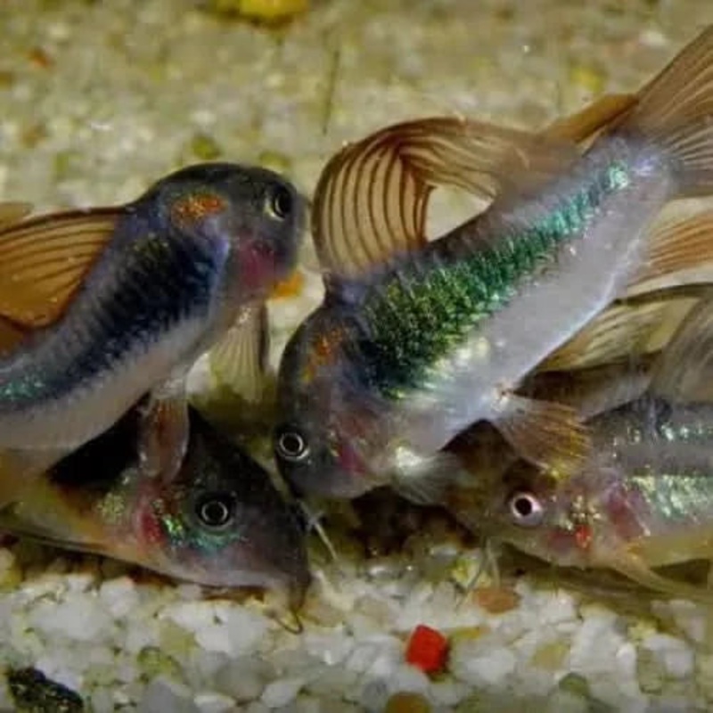Corydoras Bronze 3cm Longfin