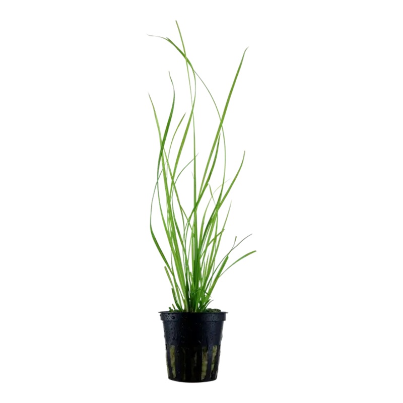 Cyperus helferi 5cm Pot