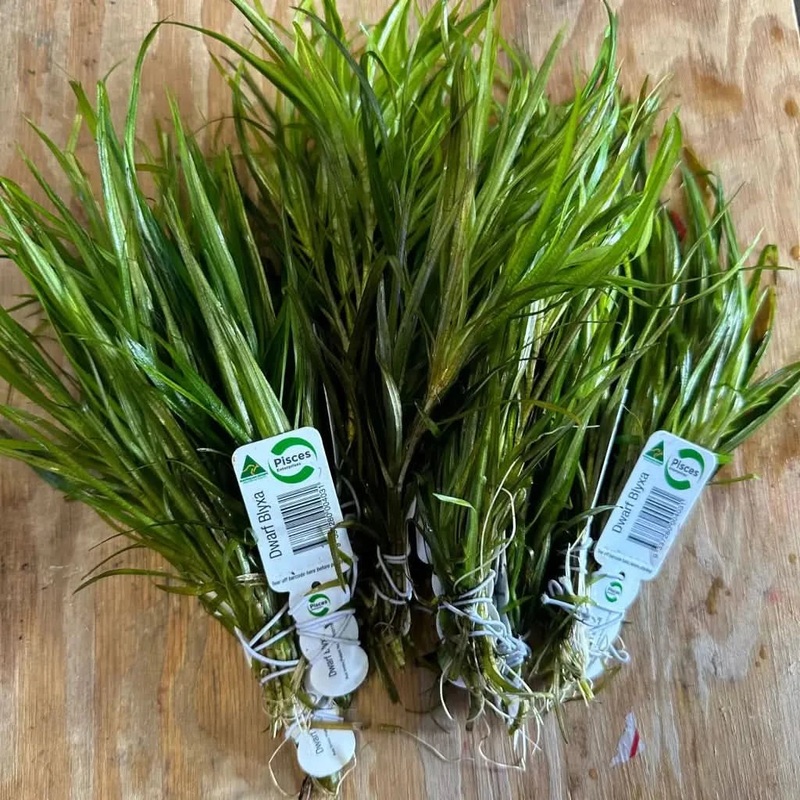 Dwarf Blyxa Bunch