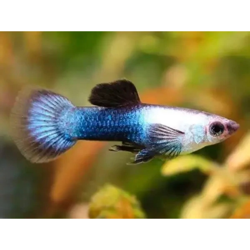 Dwarf Panda Guppy pair ( Locally Bred )