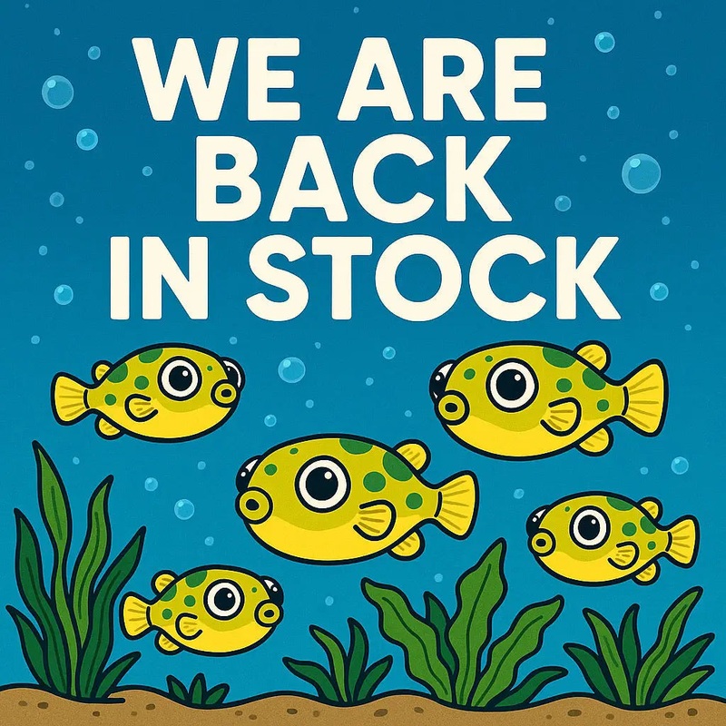 Dwarf Pea Puffer 1cm