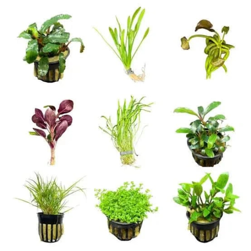 Easy Foreground Plants Pack