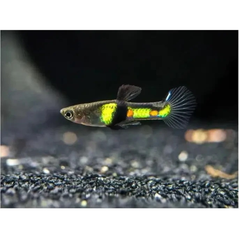 El Tigre Endler - Locally Bred