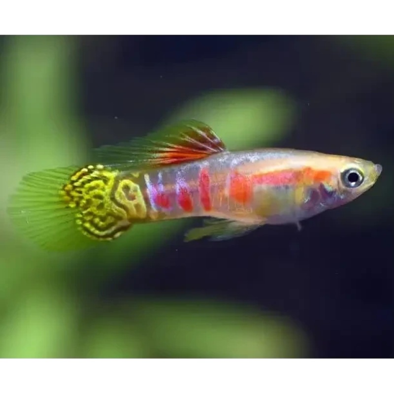 Ginga Rubra Endler Pair - Locally Bred