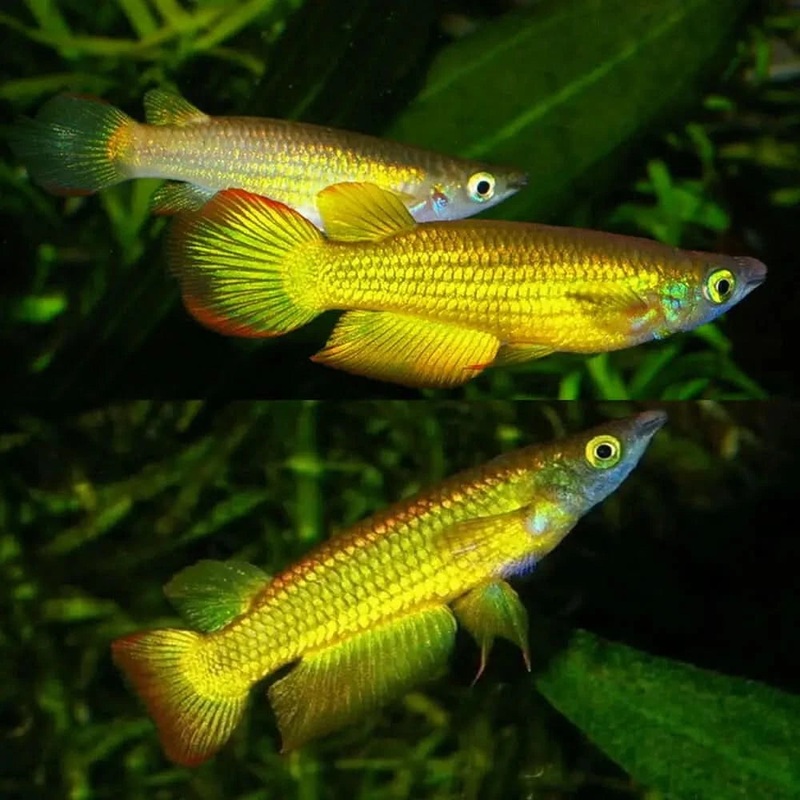 Golden Killie Panchax 5CM