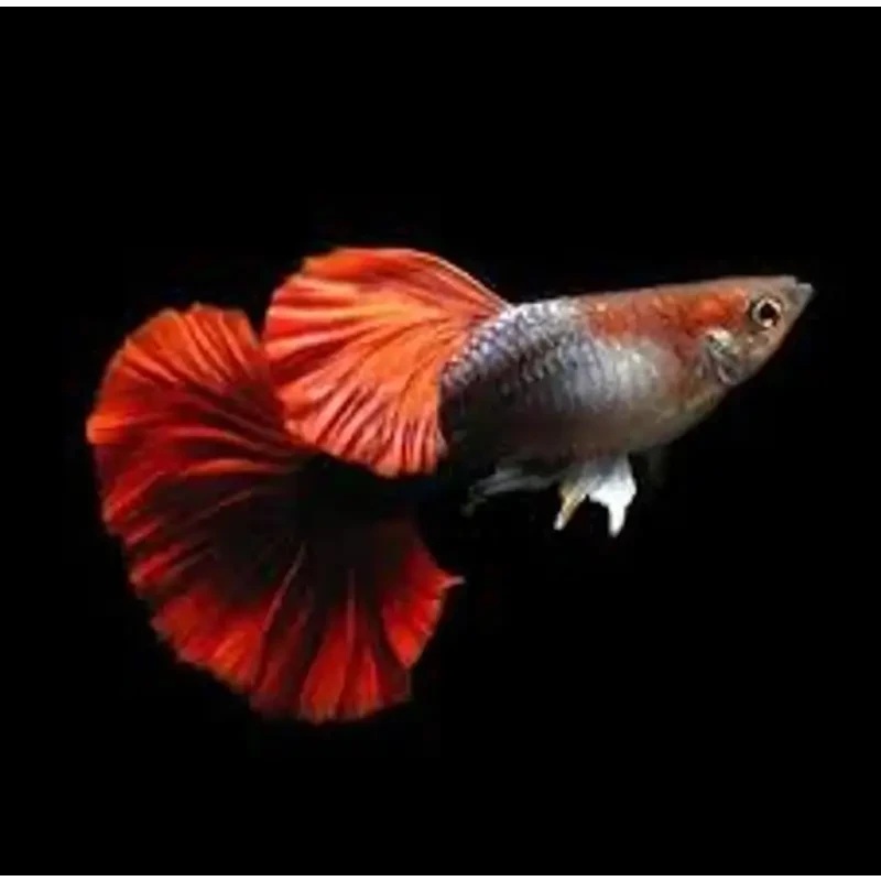 HB Red Rose Guppy Pair