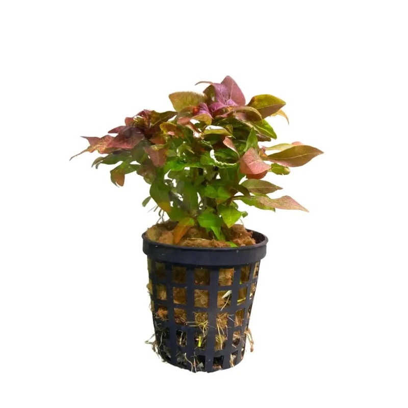 Hygrophila Kompakt 5cm Pot