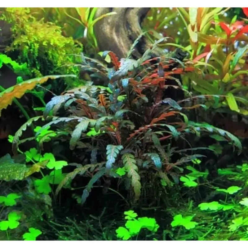 Hygrophila Pinnatifida ( Two Stem )