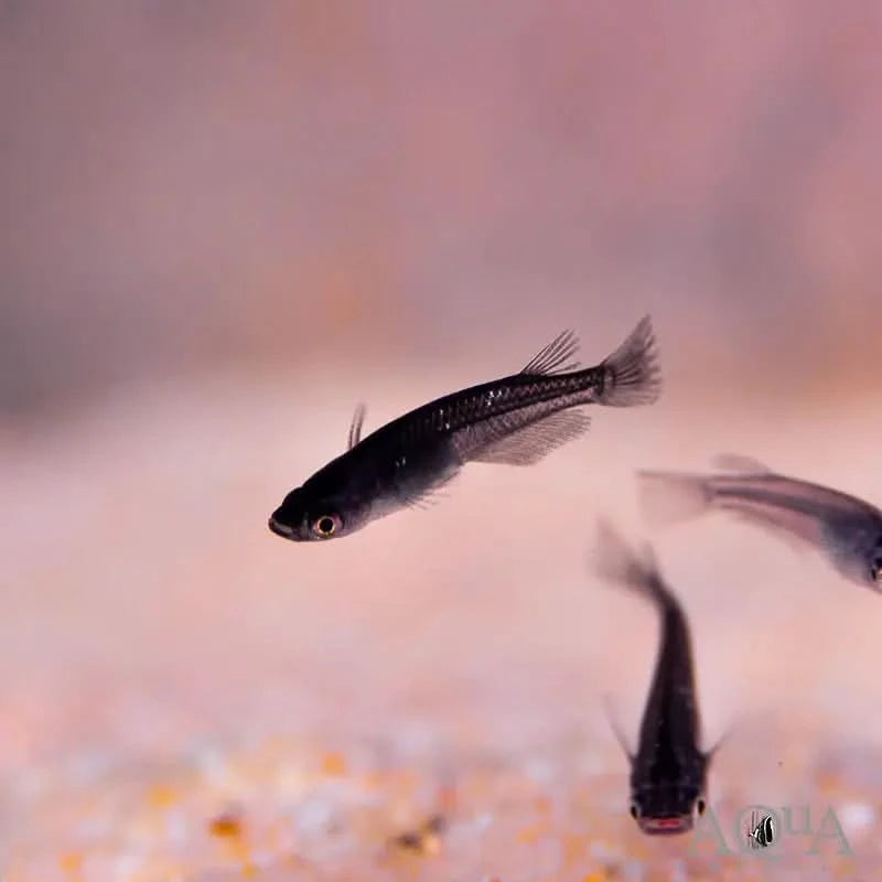 Japanese Rice Fish medaka - Black
