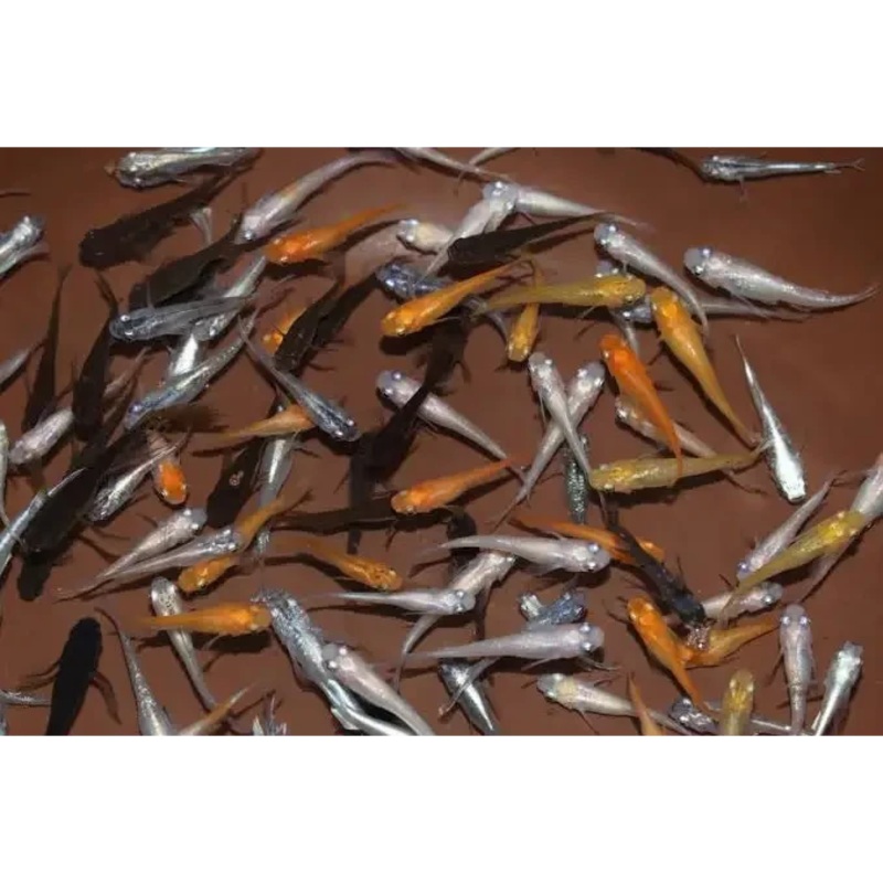 Japanese Rice Fish medaka - Mixed Assorted Pack