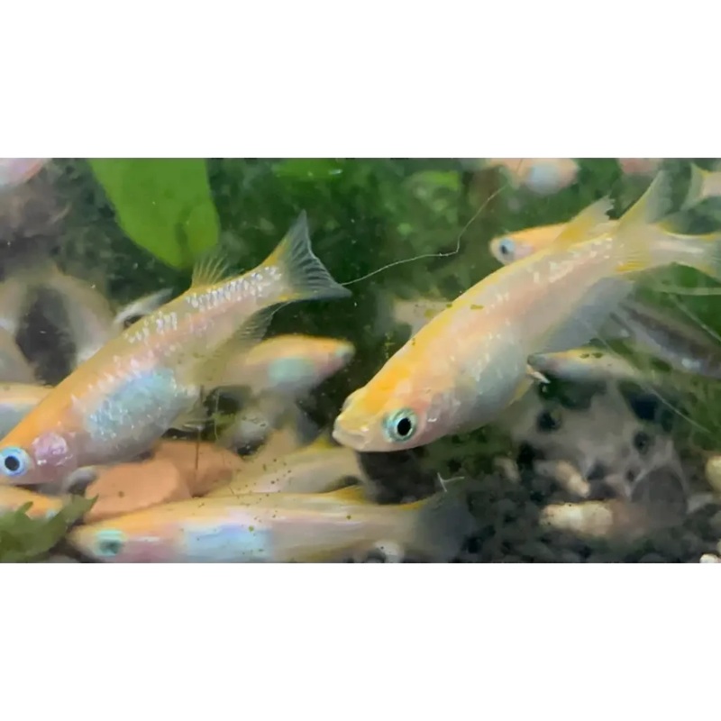 Japanese Rice Fish medaka - Star Dust