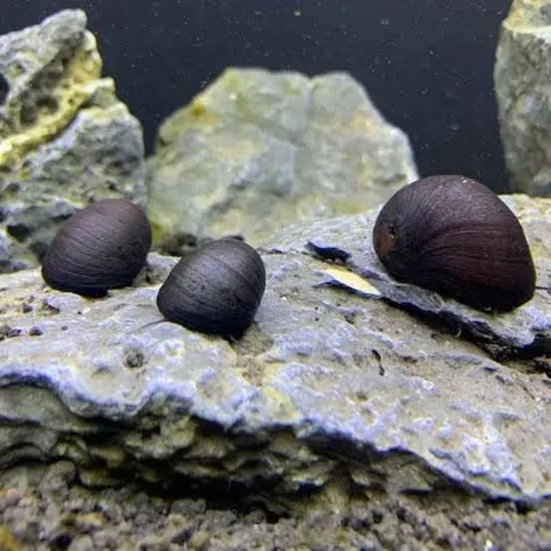 Large Nerite Snail 1cm-2cm ( Neritina pulligera )