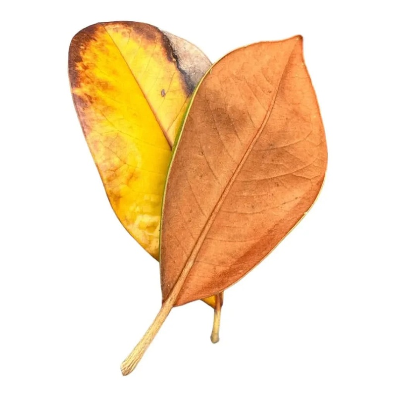 Magnolia Leaves