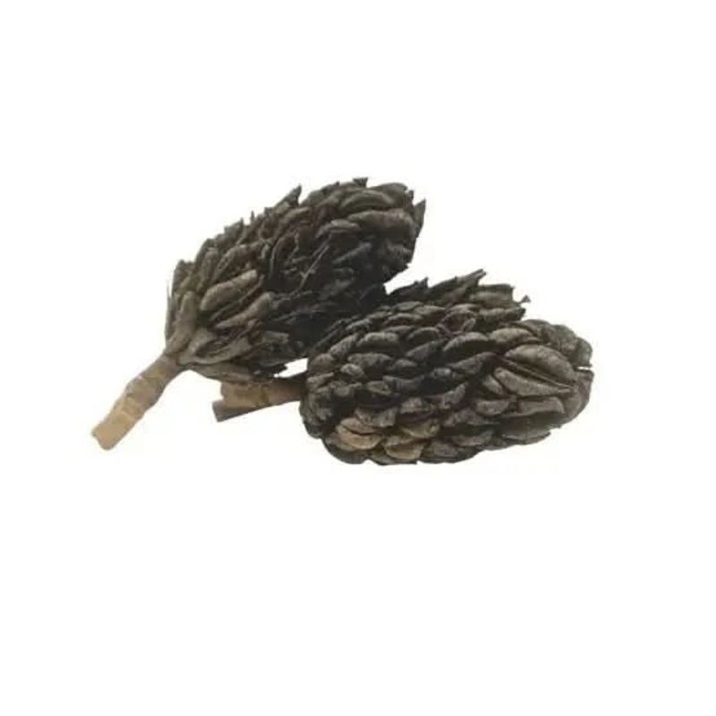 MAGNOLIA SEED PODS (3 PACK)