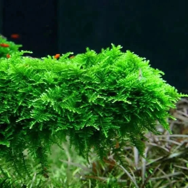 Mini Christmas Moss