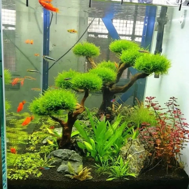 Mini Driftwood Tree ( Moss Not Included ) - 3 Heads