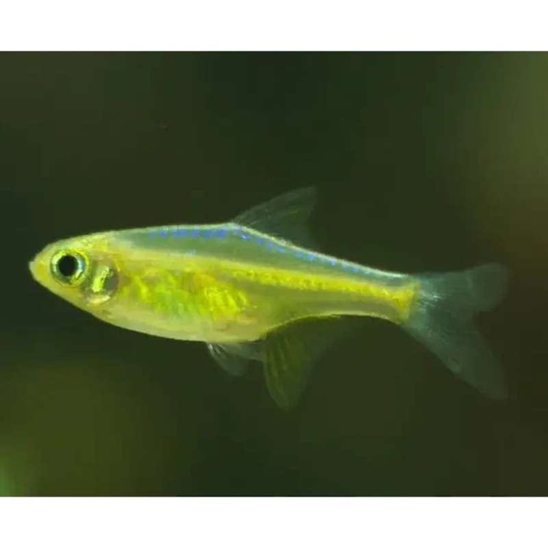 Neon Green Rasbora (Microdevario kubotai)