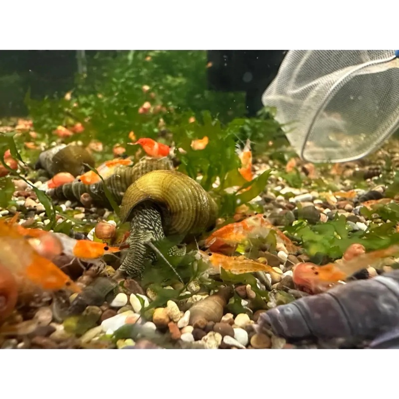 Orange Rili Culls