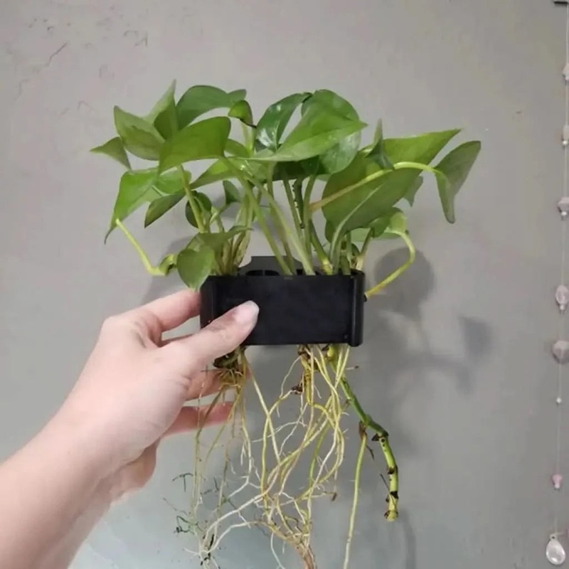 Pothos Holder For Aquarium (5 Hole)