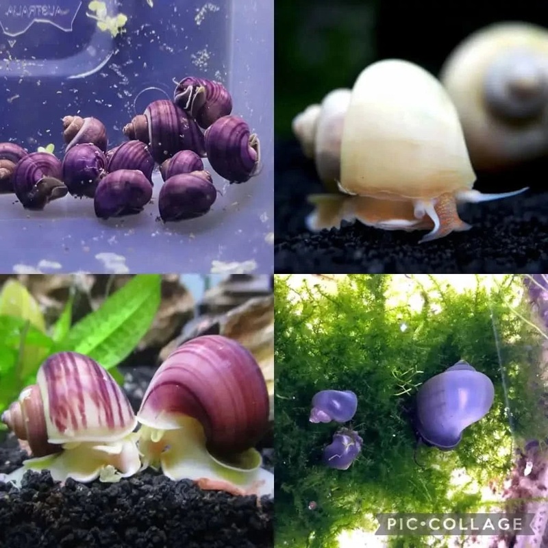 Rare Mystery Snail Combo Pack 5-10MM